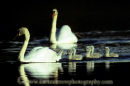 Mute Swans and cygnets.